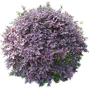 紫叶小檗png素材