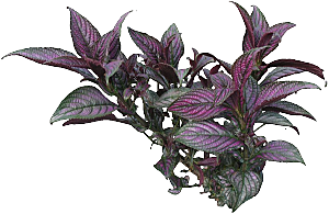 紫叶竹芋png素材