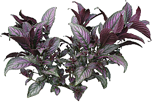 紫叶竹芋png素材