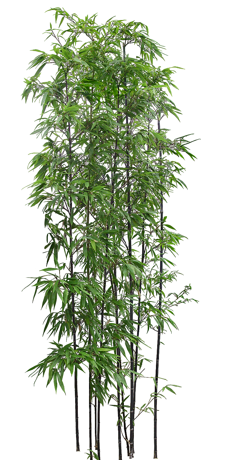 紫薇树木png素材