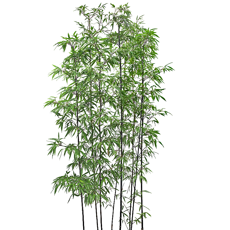 紫薇树木png素材