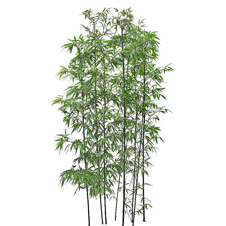 紫薇树木png素材