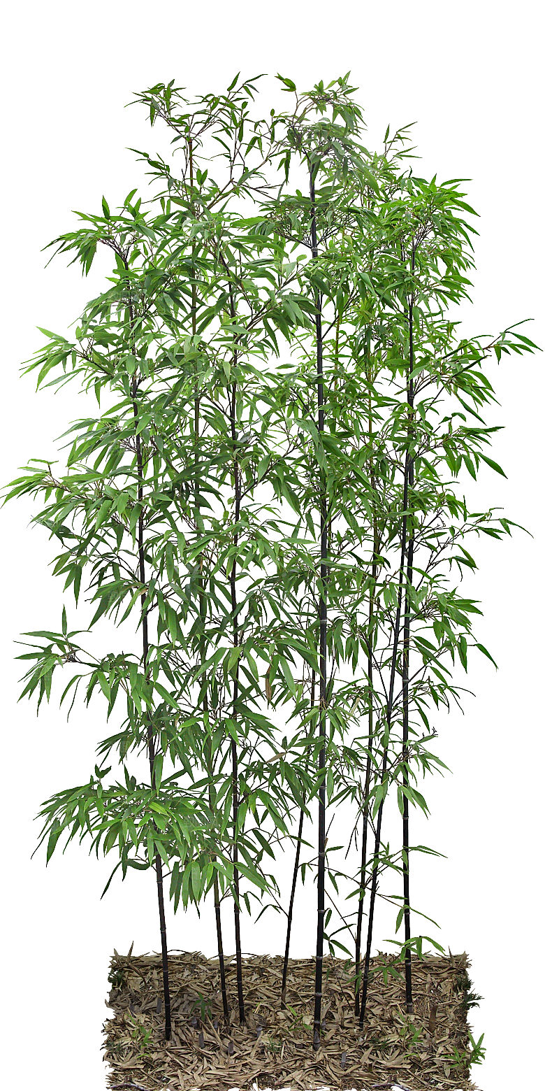 紫薇树木png素材