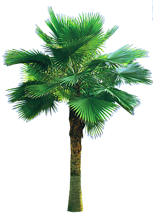 壮干棕榈树木元素