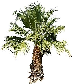 壮干棕榈树木元素