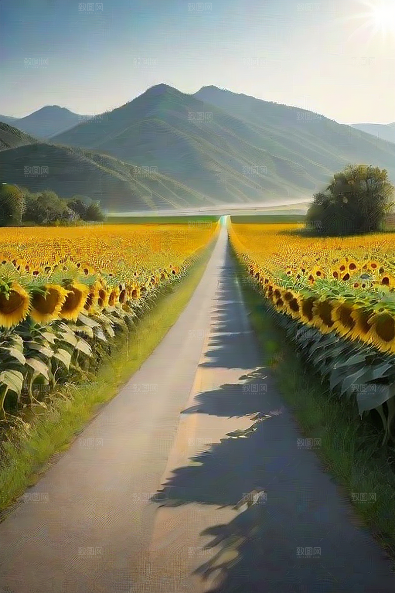 太阳花之旅公路上的温暖与喜悦