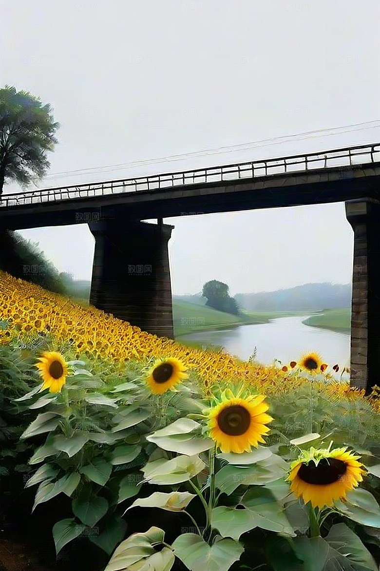 悠然之美太阳花公路与桥梁的宁静景观