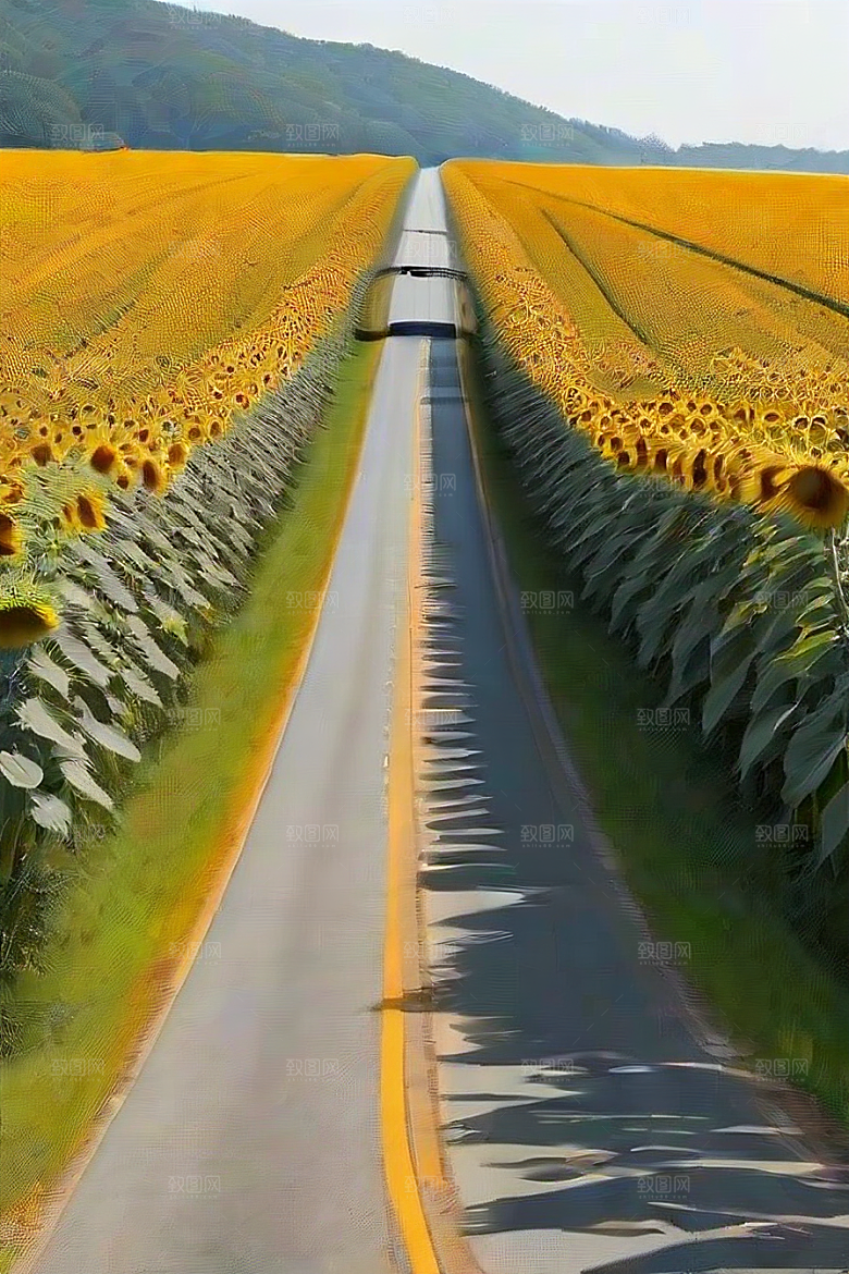 和谐色彩太阳花与高速公路的画面