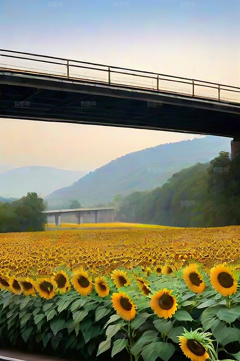 和谐色彩太阳花与高速公路的画面