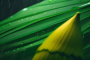 绿叶背景下的雨中美景