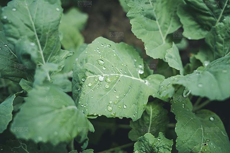 生菜摄影蔬菜特写