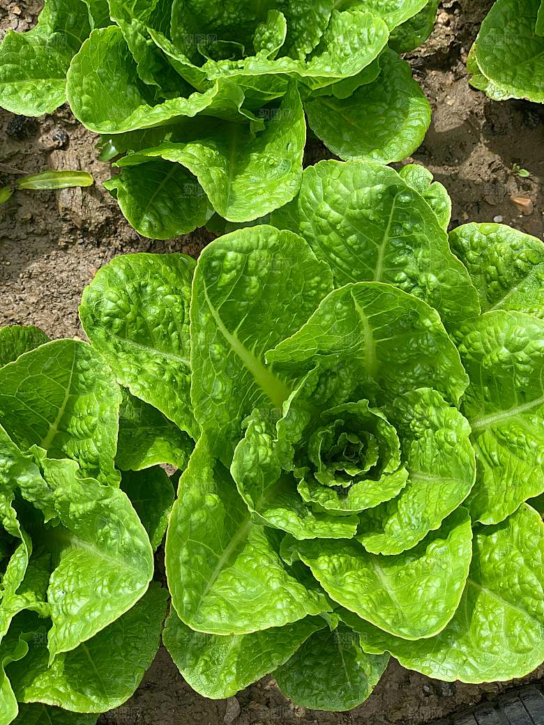 生菜蔬菜摄影素材