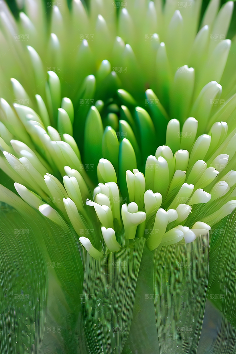 水晶菊花的美丽花瓣上的晶莹水珠