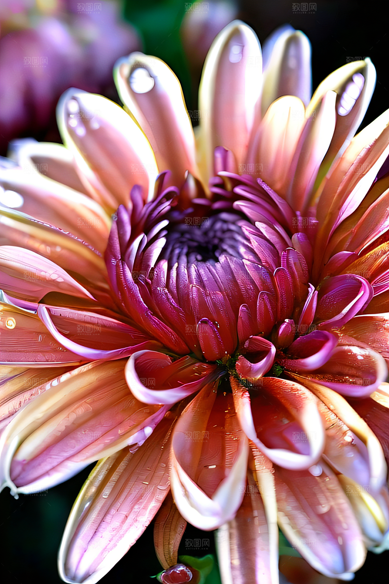 水晶菊花的美丽花瓣上的晶莹水珠
