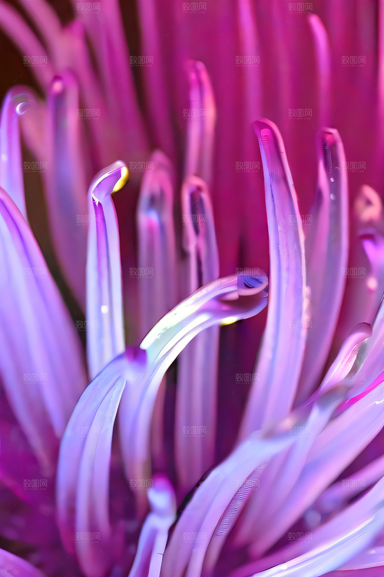 水晶菊花的美丽花瓣上的晶莹水珠