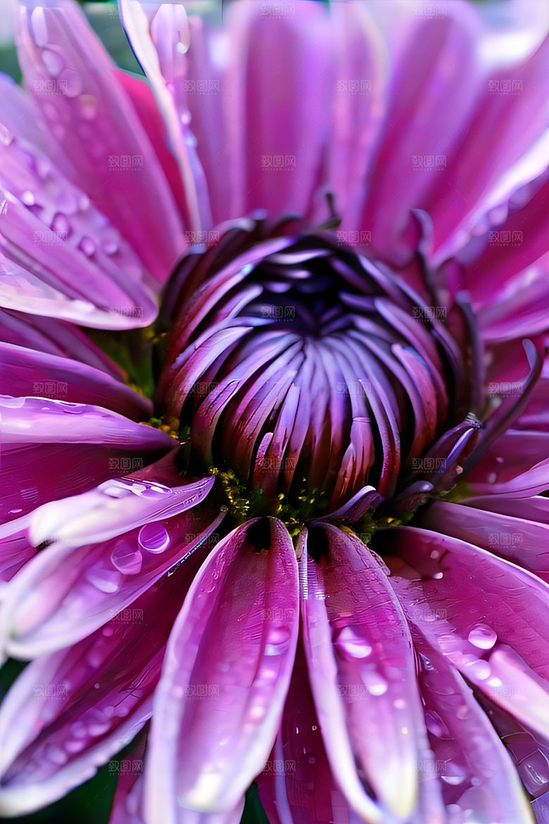 水晶菊花的美丽花瓣上的晶莹水珠