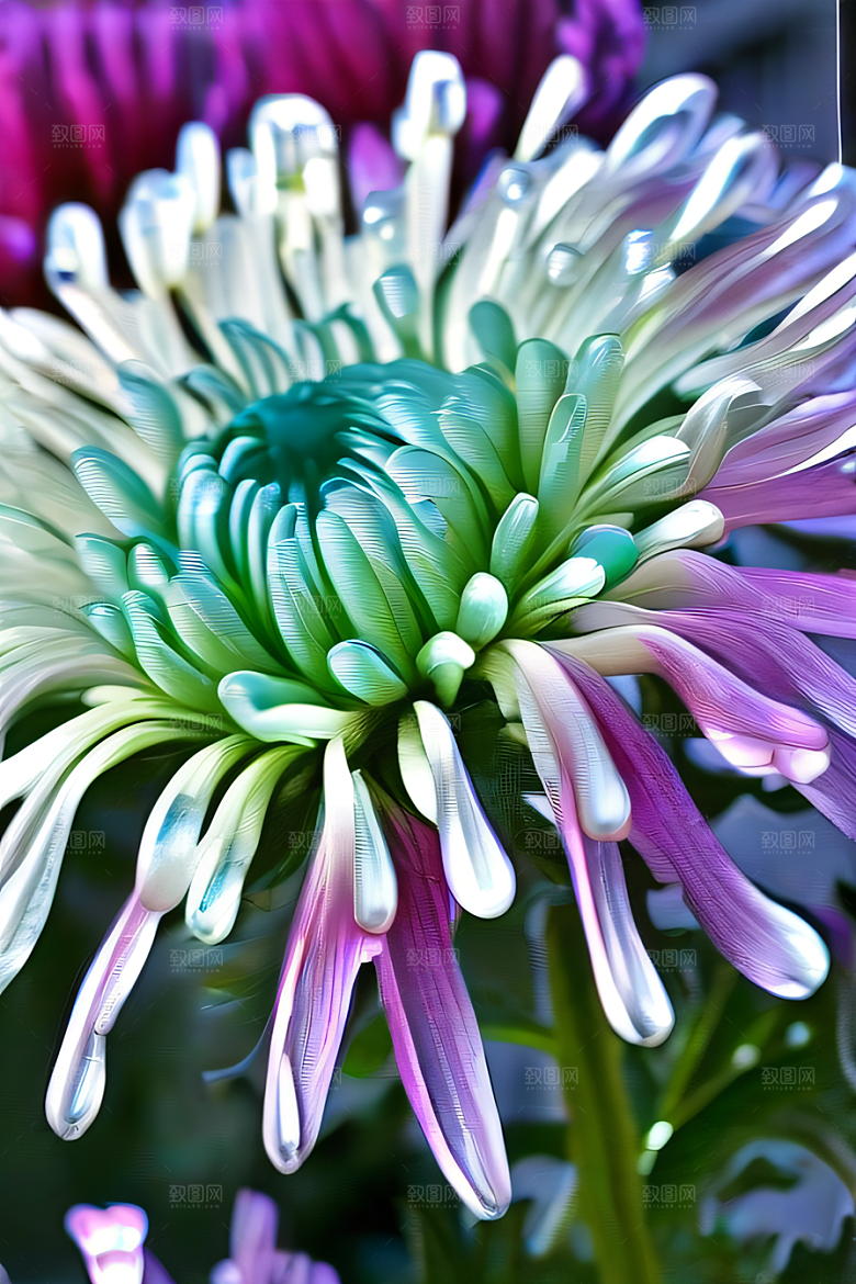 晶莹剔透的菊花花瓣上的美丽水晶