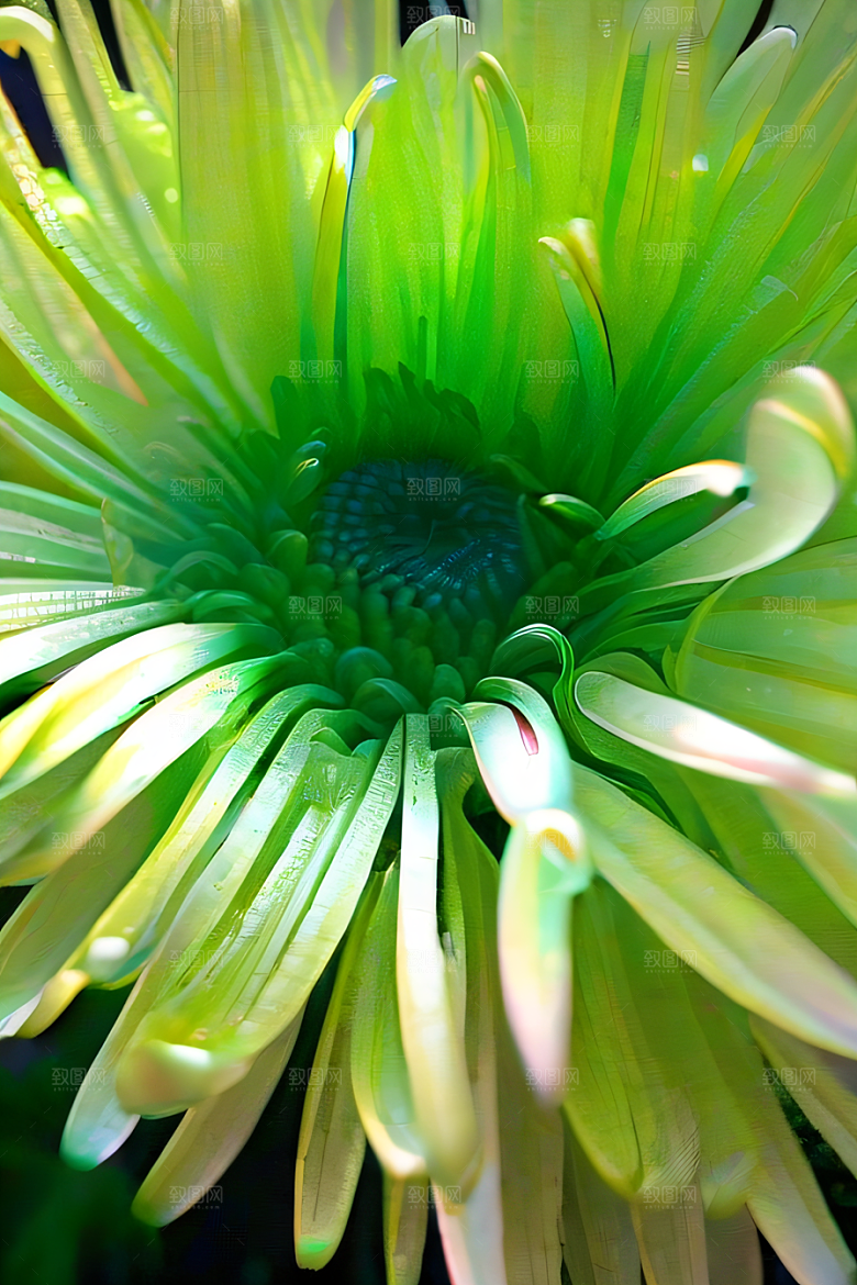 晶莹剔透的菊花花瓣上的美丽水晶