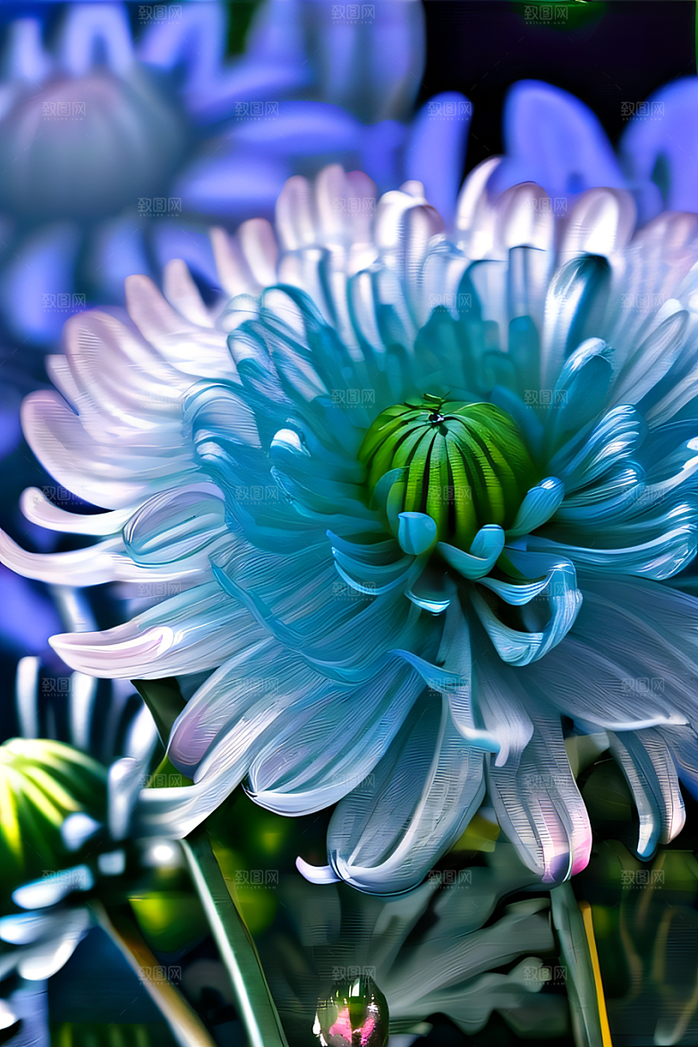 晶莹剔透的花朵菊花心上的水晶露珠