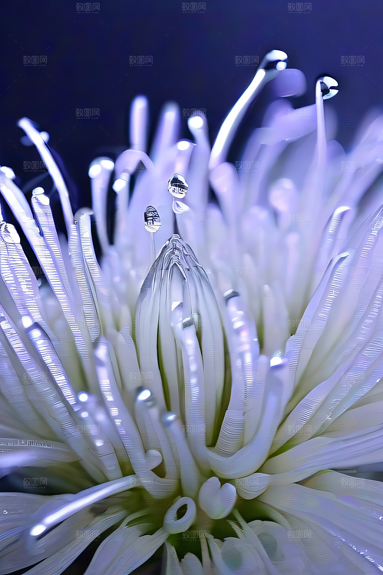 晶莹剔透的花朵菊花心上的水晶露珠