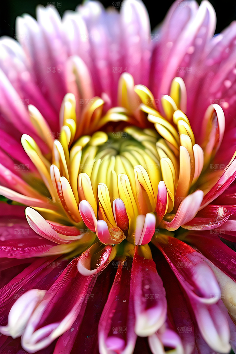 晶莹剔透的花朵菊花心上的水晶露珠