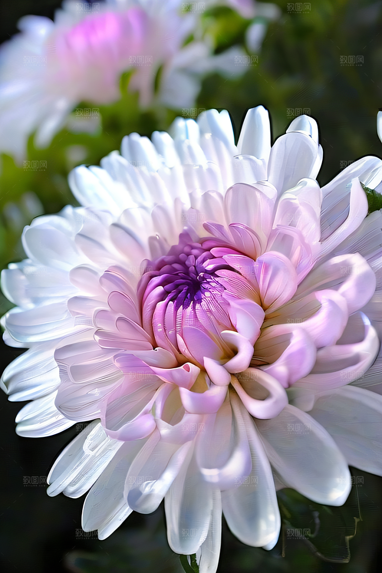 晶莹剔透的花朵菊花心上的水晶露珠