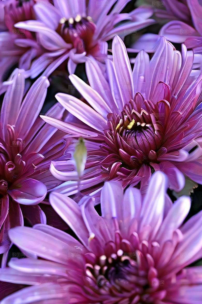 晶莹剔透的花朵菊花心上的水晶露珠