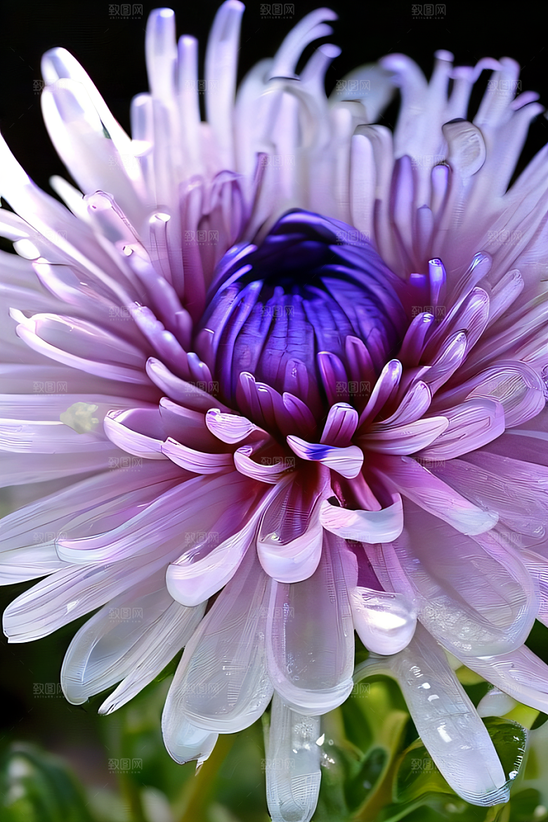 水晶菊花的美丽花瓣上的晶莹露珠