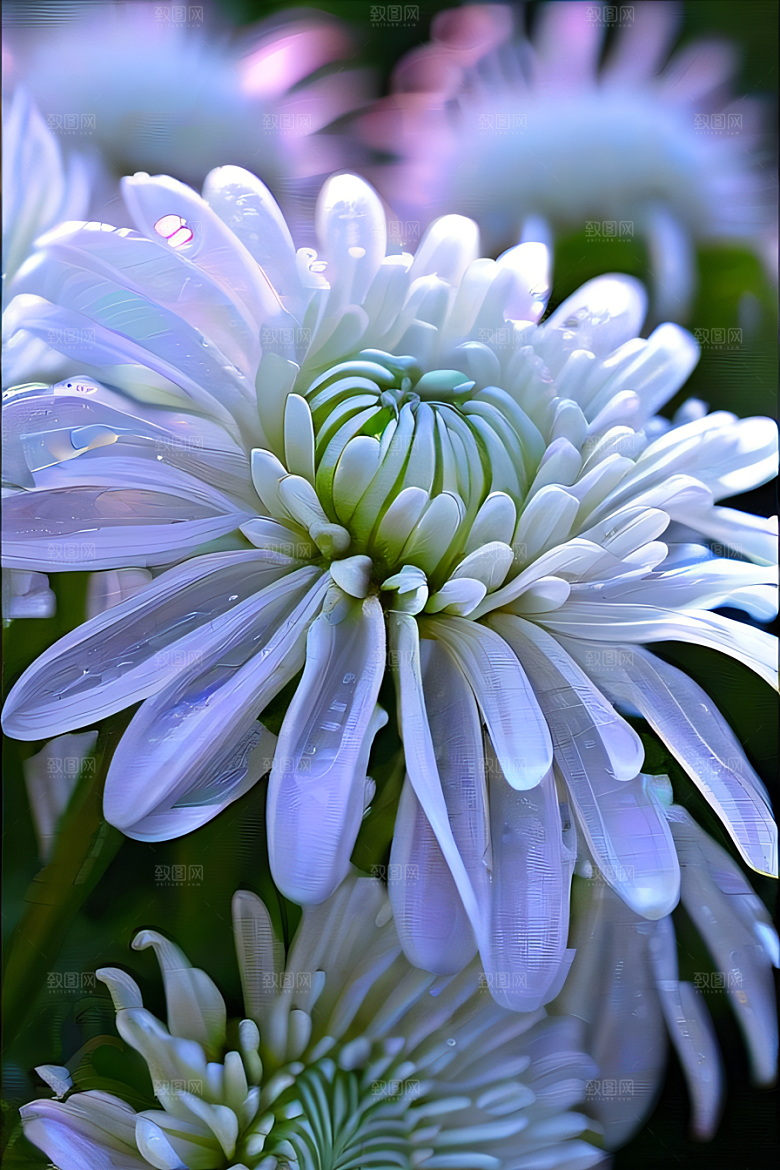 水晶菊花的美丽花瓣上的晶莹露珠