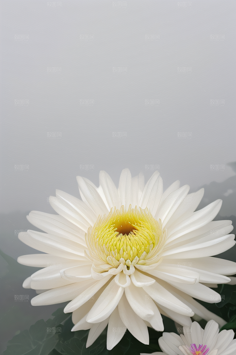 水晶菊花的美丽花瓣上的晶莹露珠