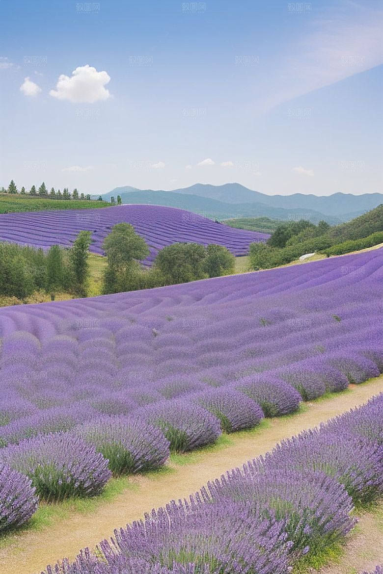 薰衣草花海迷人紫色的花园之旅