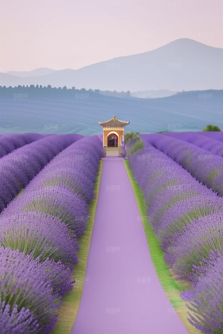 薰衣草花海迷人紫色的花园之旅
