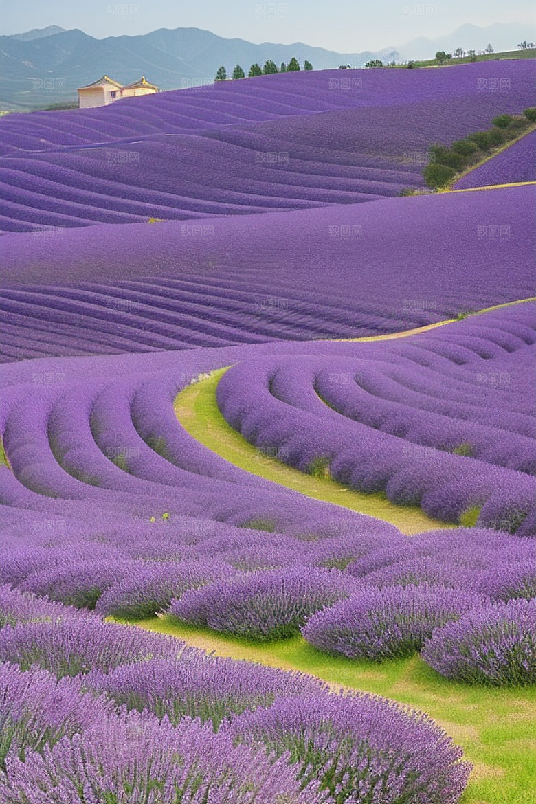 薰衣草花海迷人紫色的花园之旅