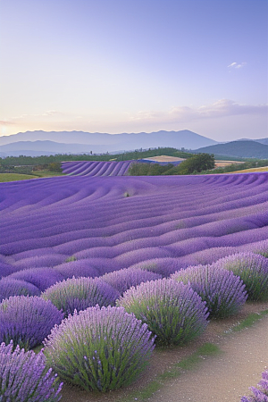 薰衣草花海迷人紫色的花园之旅