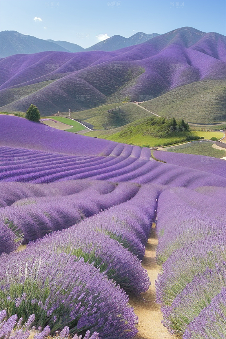 美丽薰衣草香气弥漫的仙境之旅