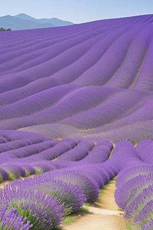 美丽薰衣草香气弥漫的仙境之旅