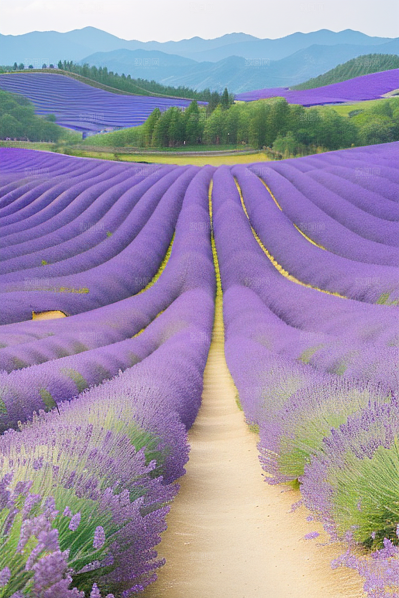 梦幻紫色薰衣草花田的诗意