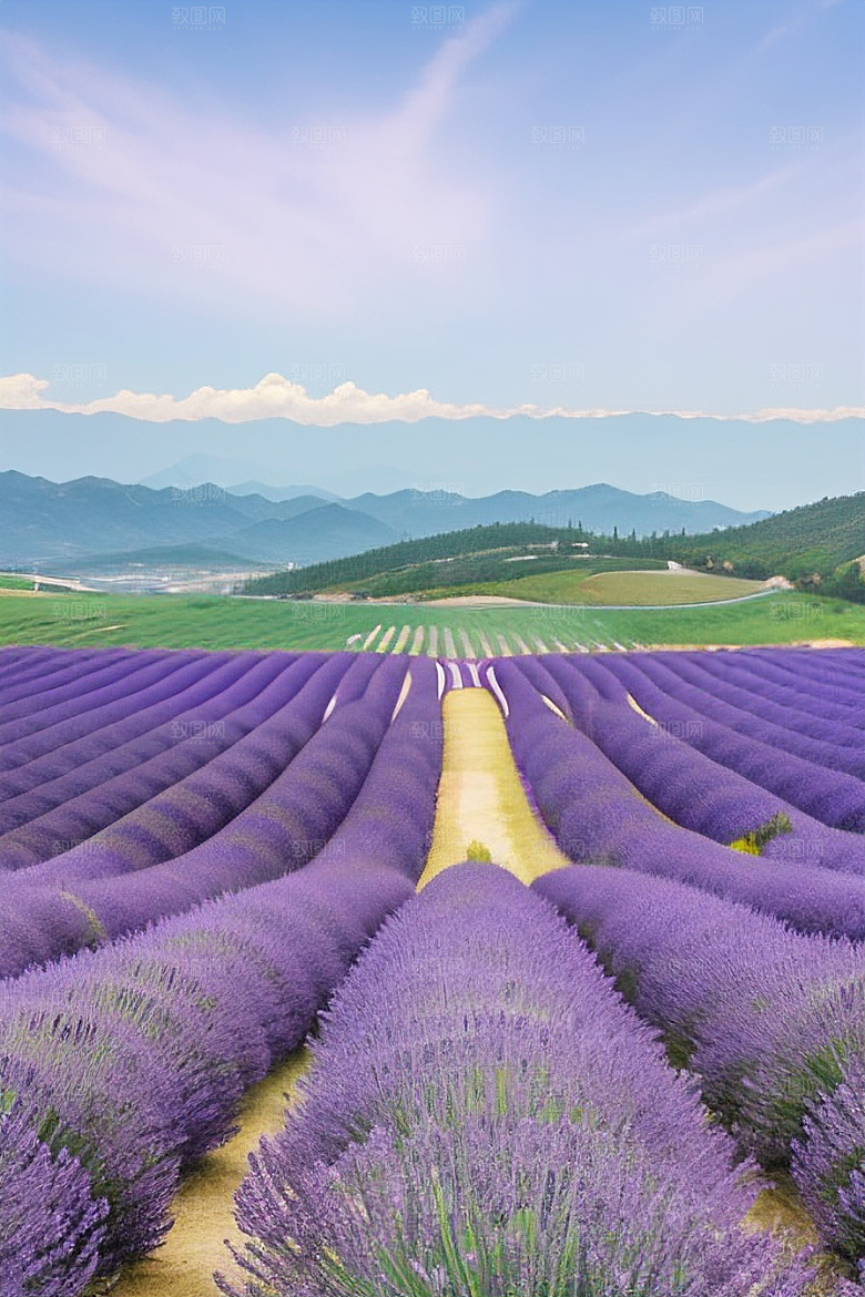 薰衣草花海令人陶醉的紫色梦境