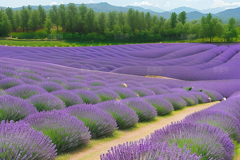 薰衣草花海浪漫芬芳的世界