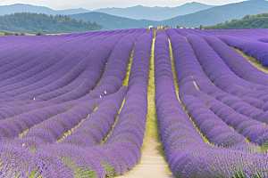 薰衣草花海浪漫芬芳的世界