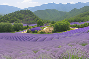 薰衣草花海浪漫芬芳的世界