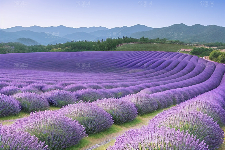 薰衣草花海浪漫芬芳的世界