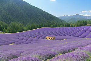 梦幻紫色美丽薰衣草花海