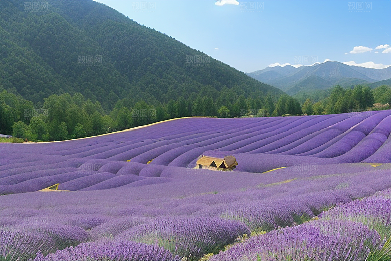 梦幻紫色美丽薰衣草花海