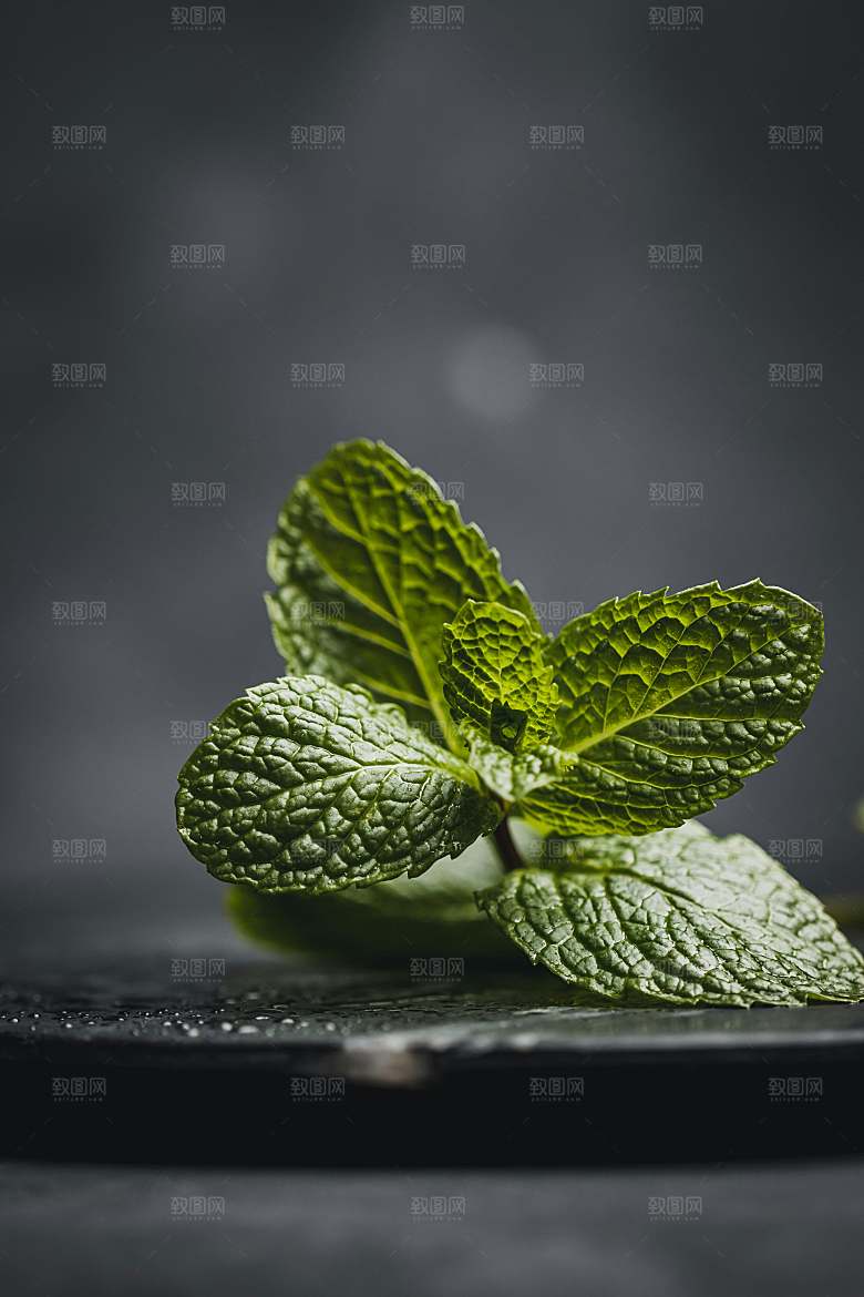 薄荷摄影植物中药素材