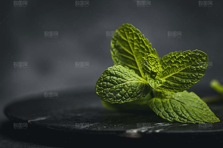 薄荷摄影植物中药素材