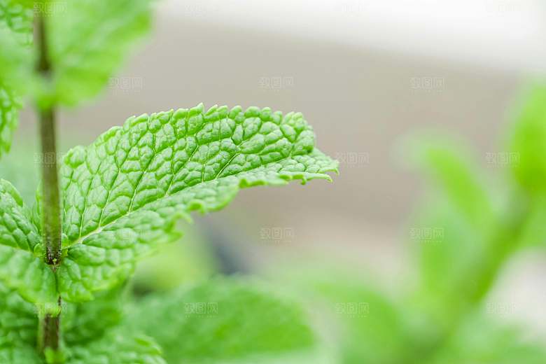 薄荷摄影植物中药素材