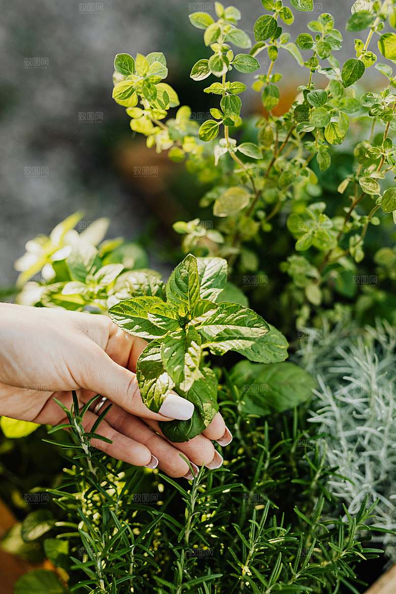 薄荷摄影植物中药素材