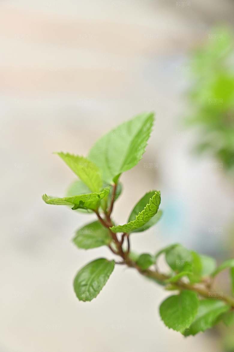 薄荷摄影植物中药素材