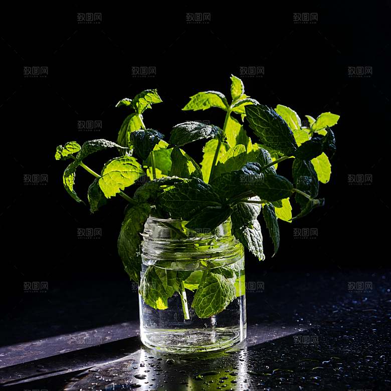 薄荷种植植物摄影